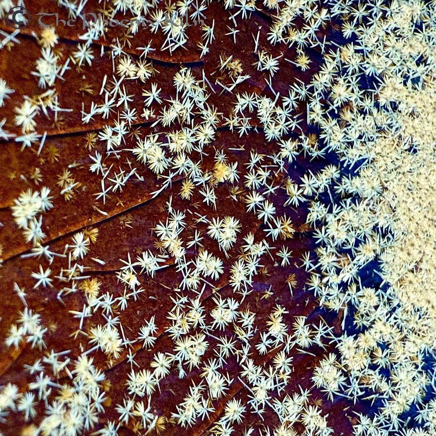 Daisyflare Wood-fired Jian Zhan (FDF 2504-32-30)